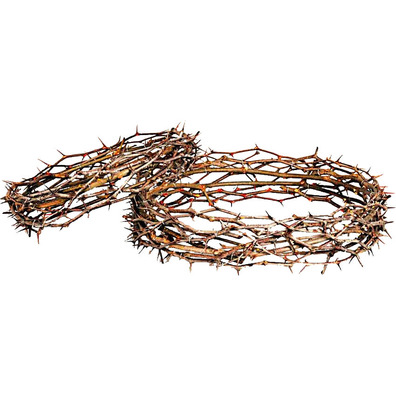 natural crown of thorns